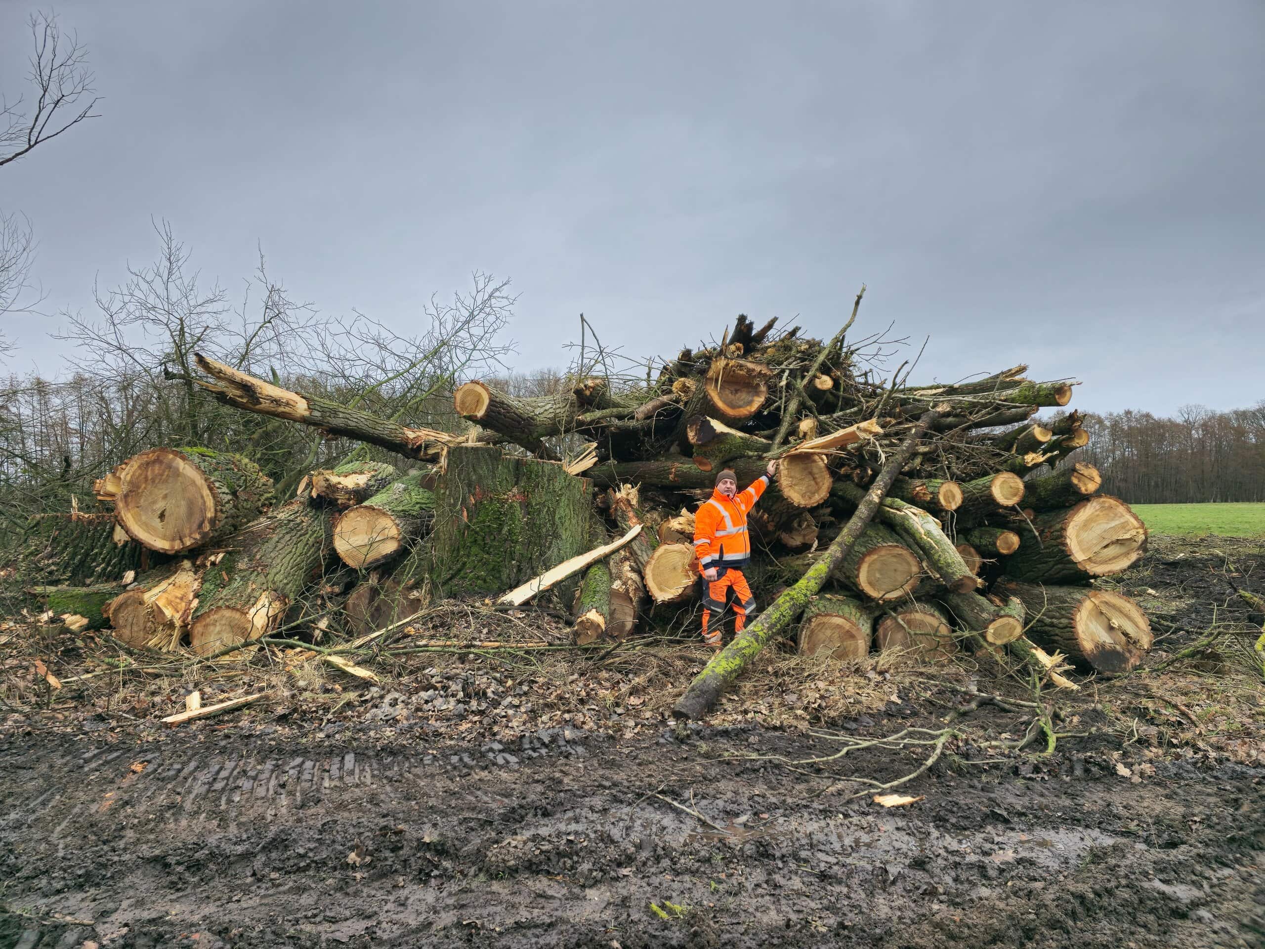 Abtransport von Holz