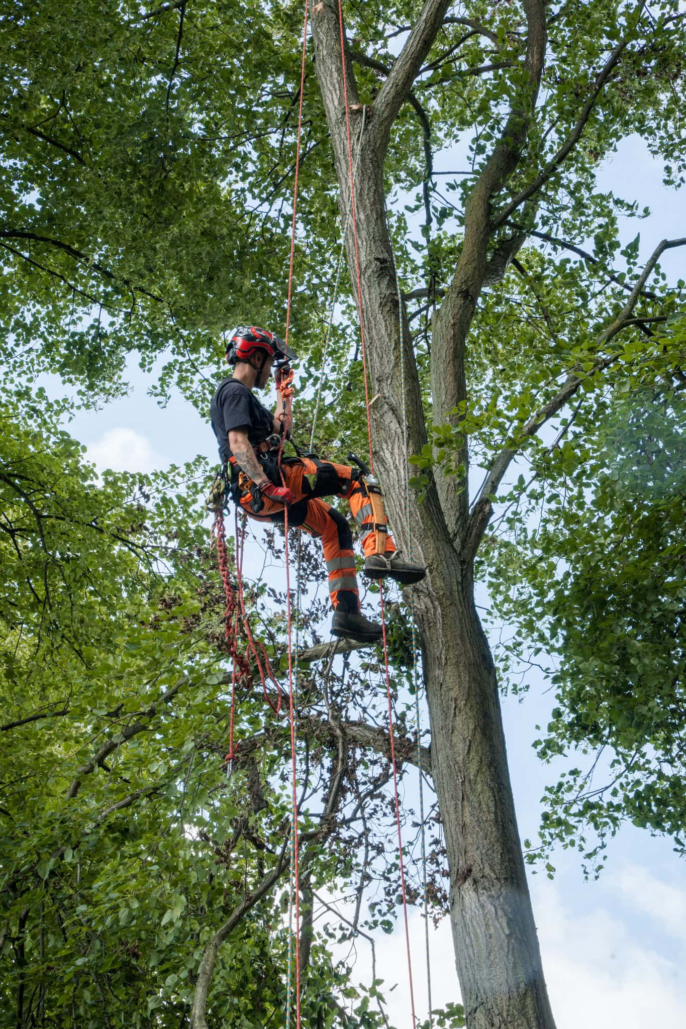 Baumpfleger Ausrüstung