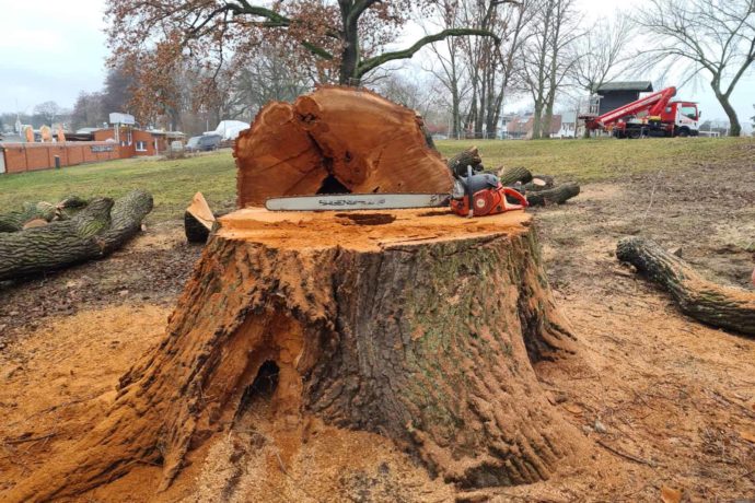 Baum Fällen Säge