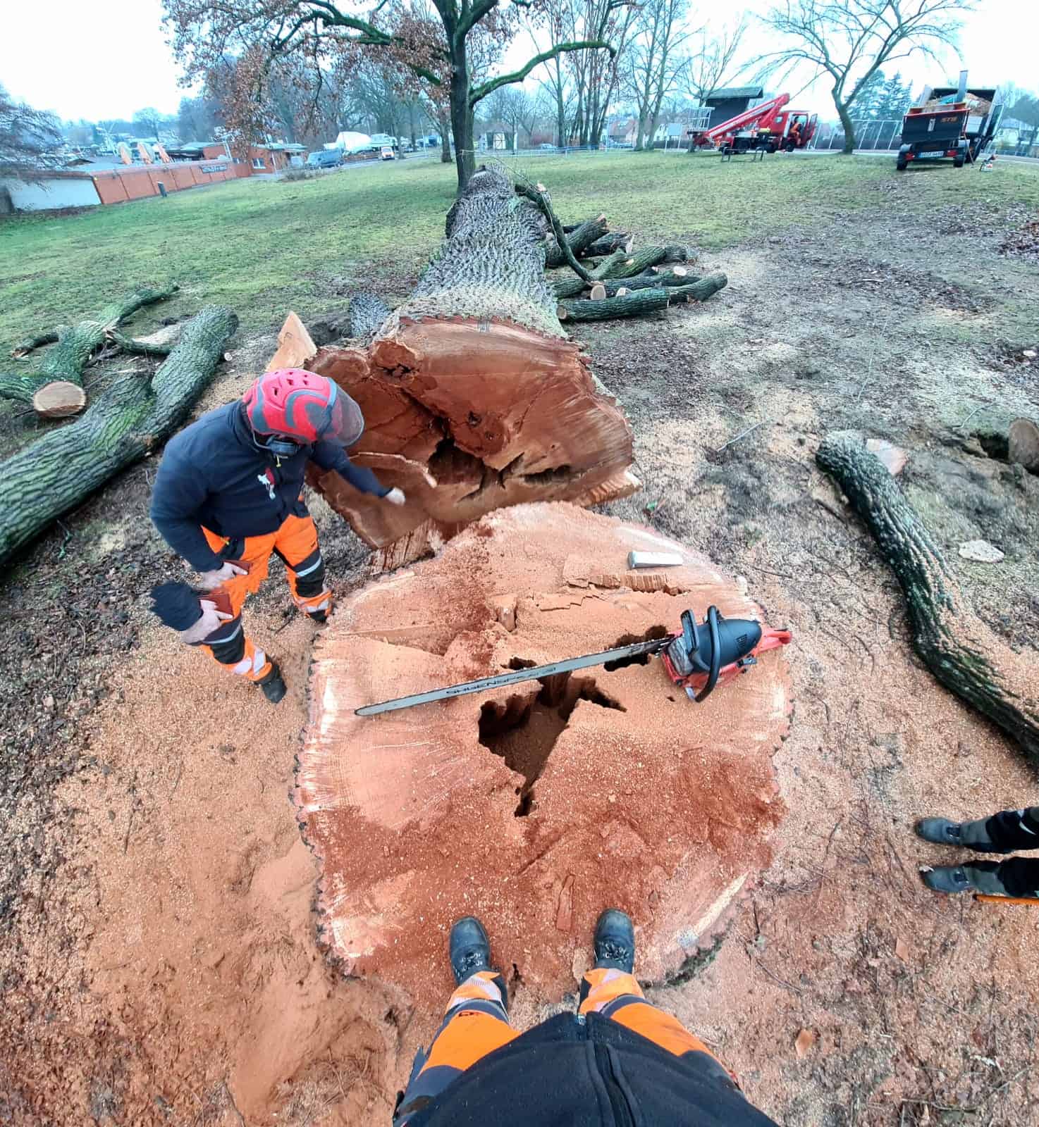 Sichere Baumfällung