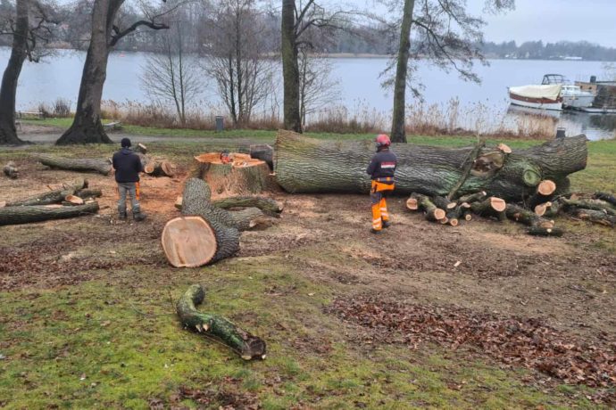 Baum Fällen