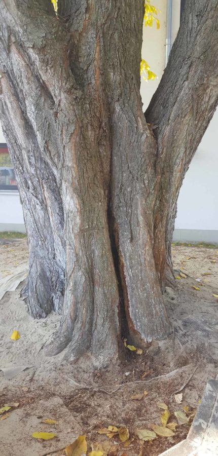 Baum Kontrolle brandenburg