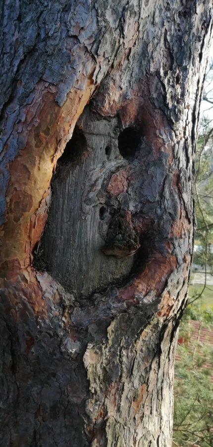 Baum Kontrollieren Brandenburg