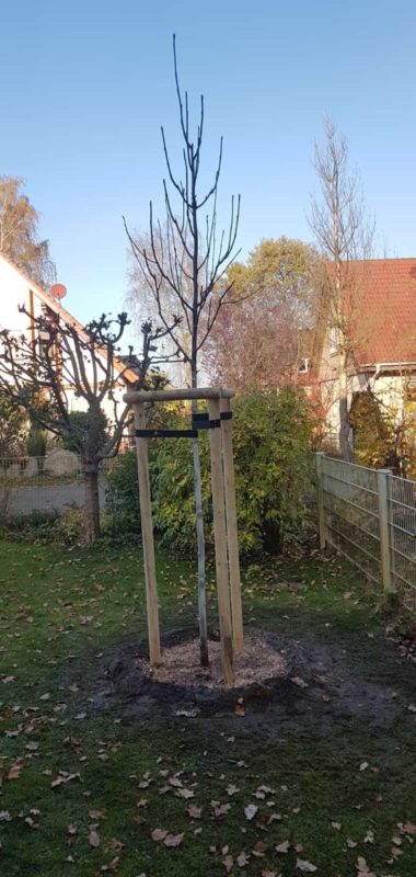 Baum pflanzen