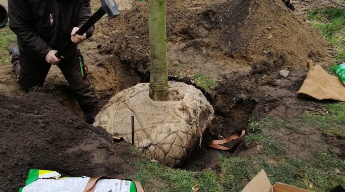 Baum Eingraben