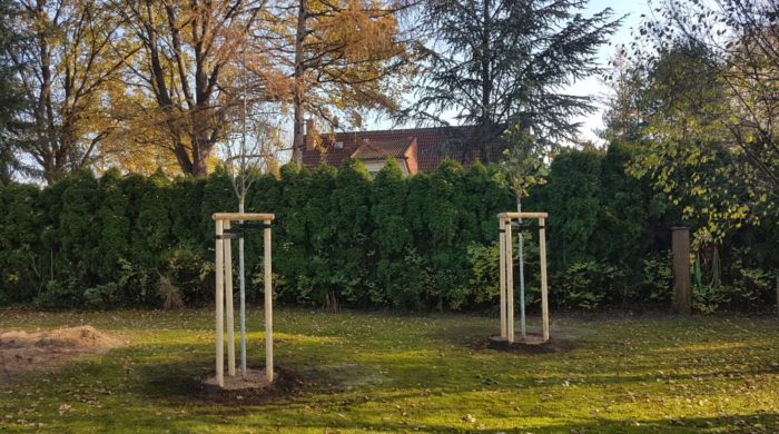 Baumpflanzung Garten
