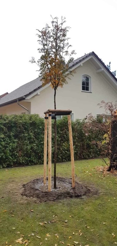 Baumpflanzung Endergebnis