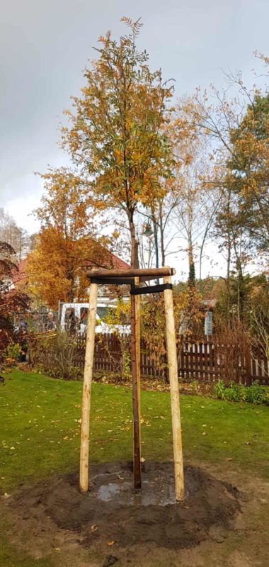 Baum Gepflanzt