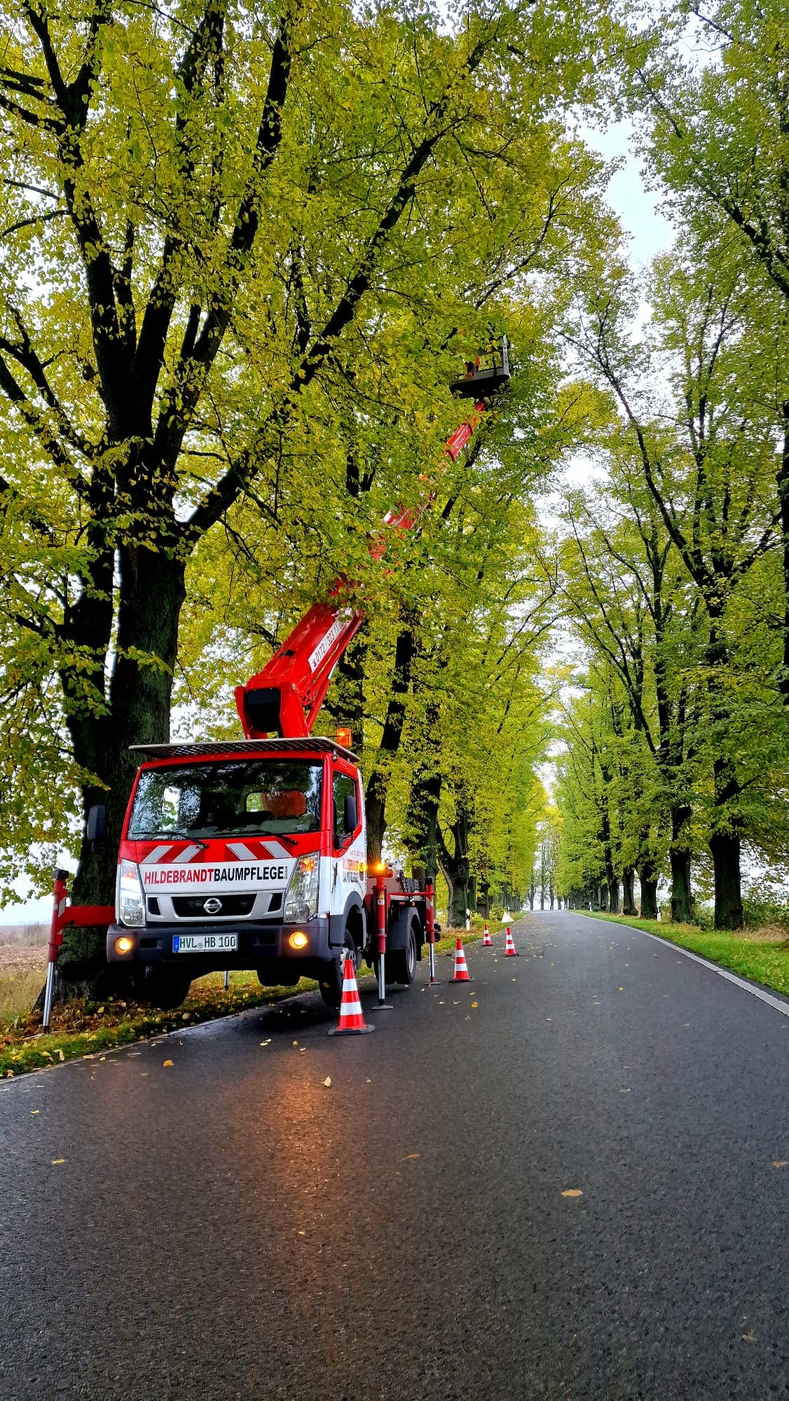 Fachmännische Baumpflege