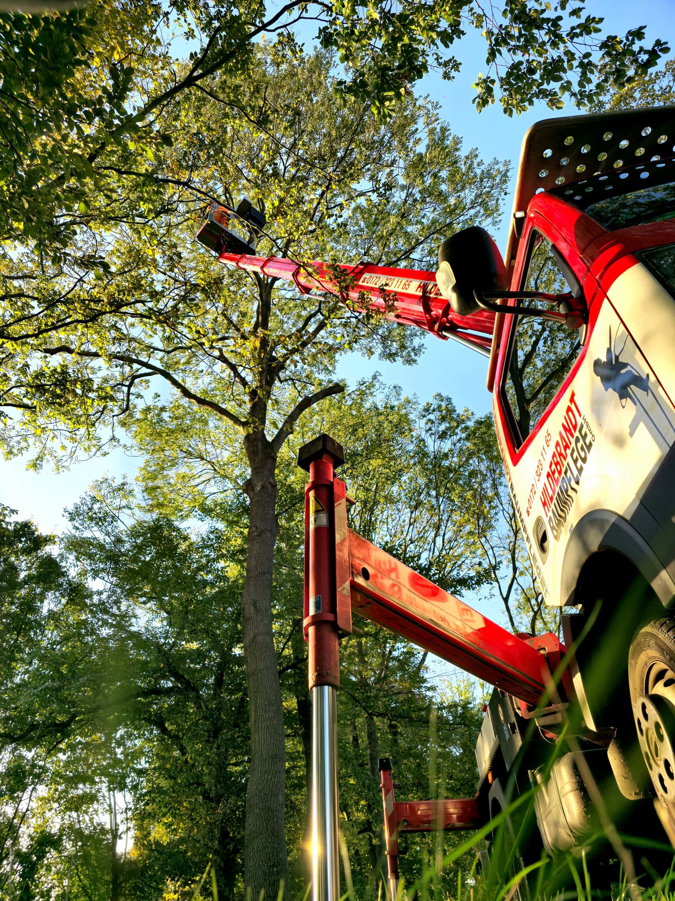 Sicheres Handwerk am Baum
