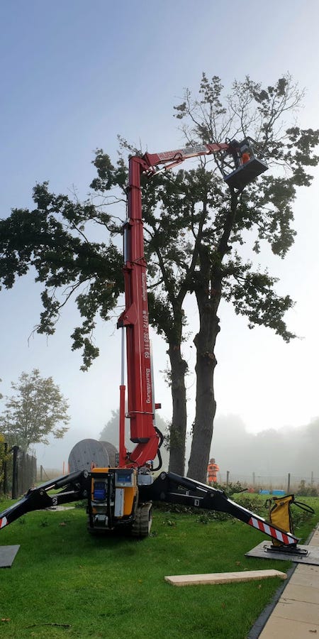 Sicher Baum fällen